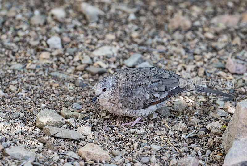 印加鸽子或墨西哥鸽子(Columbina Inca)是一种小型新大陆鸽子。索诺兰沙漠，亚利桑那州。